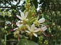 Malabar Humboldtia
